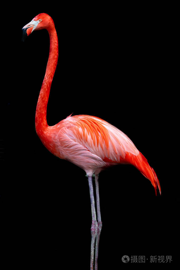 红火烈鸟站在黑色背景上