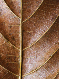 金黄叶子特写。秋季叶纹理宏照片。垂直叶静脉形态。树叶表面。秋季季节横幅模板。叶状结构 macrophoto。秋天自然细节。干静脉