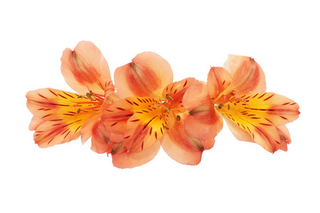 alstroemeria 花孤立橙