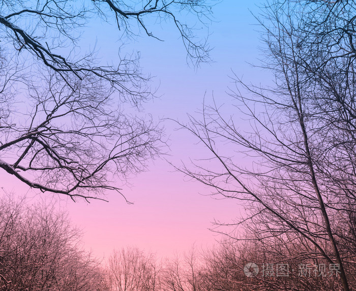 暮光之城在森林中