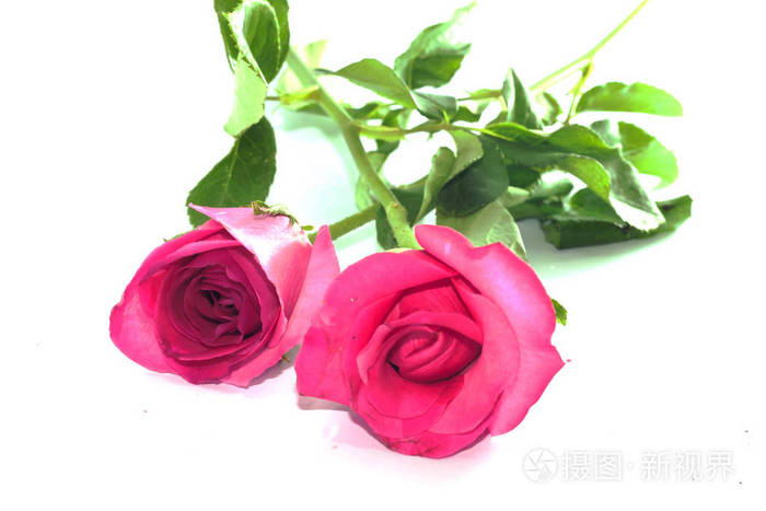 白色背景上的两朵粉红色玫瑰特写