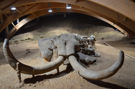 史前猛犸象的骨骼图片