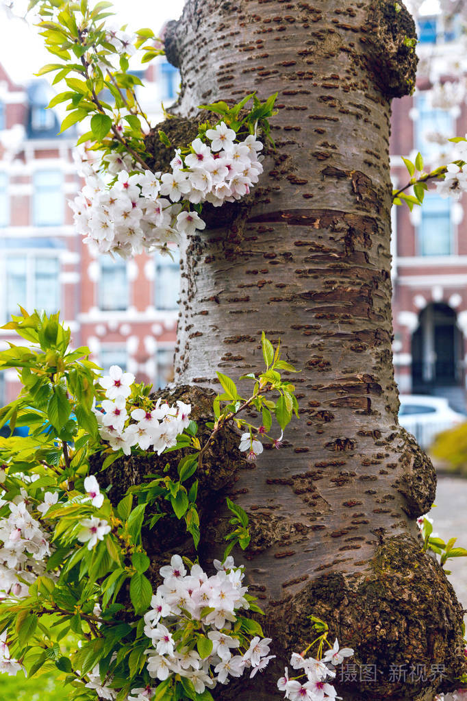樱花城前模糊建筑背景砖墙公园太阳窗天空樱桃树皮