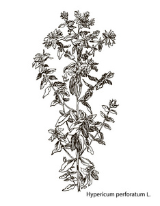 矢量图像的药用植物。详细的植物插图，为您的设计的。金丝桃属植物