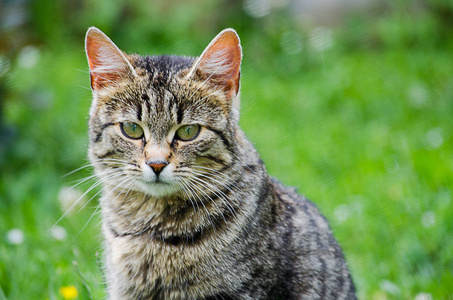 猫在绿草上的清新空气中漫步图片