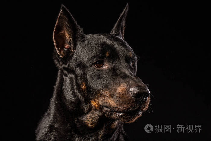 短毛猎犬的肖像对黑色背景前视图