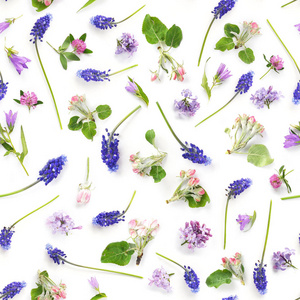 与苹果花, 紫色 Muscari 花和三叶草花白色背景的无缝图案