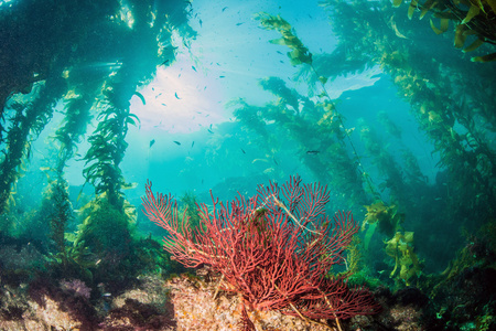 在卡塔利娜岛，美国的水肺潜水