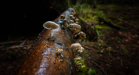在阴暗的森林中的蘑菇图片