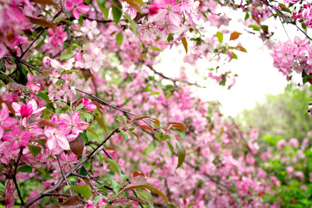 春天苹果花