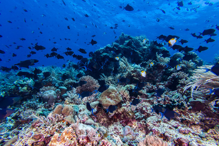 Redtooth 的热带鱼在珊瑚礁