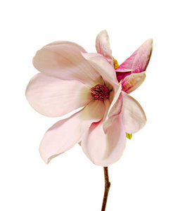 粉红色的分支的玉兰花，把门关上，孤立的白色背景
