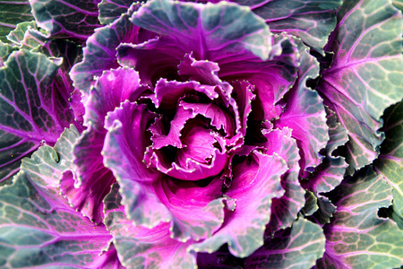 粉红色的白菜图片