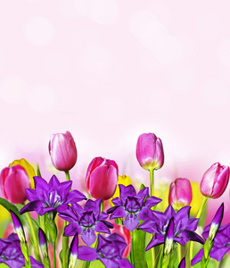 粉红色的黄色郁金香和蓝色鸢尾花