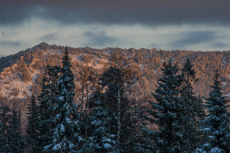 黎明时分, 山上积雪覆盖的森林。冬季景观