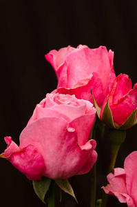用在户外的绿色花朵绽放香粉红玫瑰