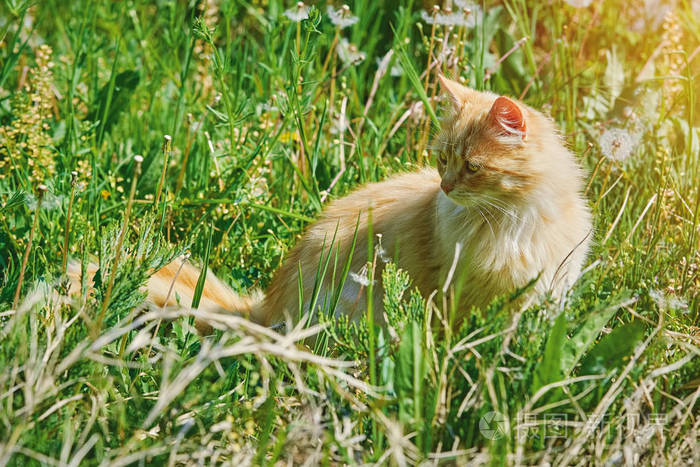 长毛猫座位在绿色的草地