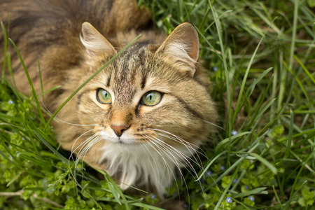 夏日的一只猫在绿草上的肖像, 宠物漫步在户外