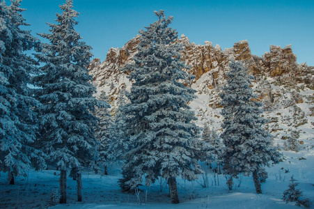 黎明时分, 山上积雪覆盖的森林。冬季景观