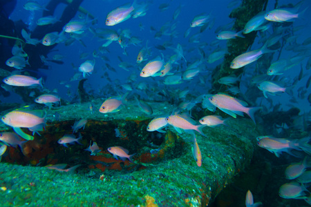 水下摄影的小鱼群鱼照片