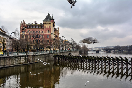 海鸥飞过伏尔塔瓦河河在布拉格与红色荷兰文艺复兴风格的建筑命名贝尔维尤 美丽的看法 房子