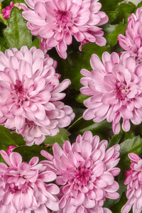 粉红色的菊花花朵特写，花卉背景