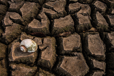 干旱, 干燥地面上的死贻贝纹理背景