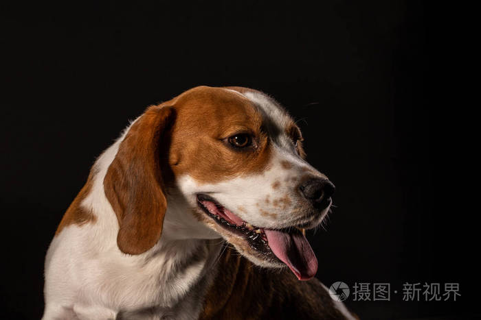 黑色背景下的比格犬肖像