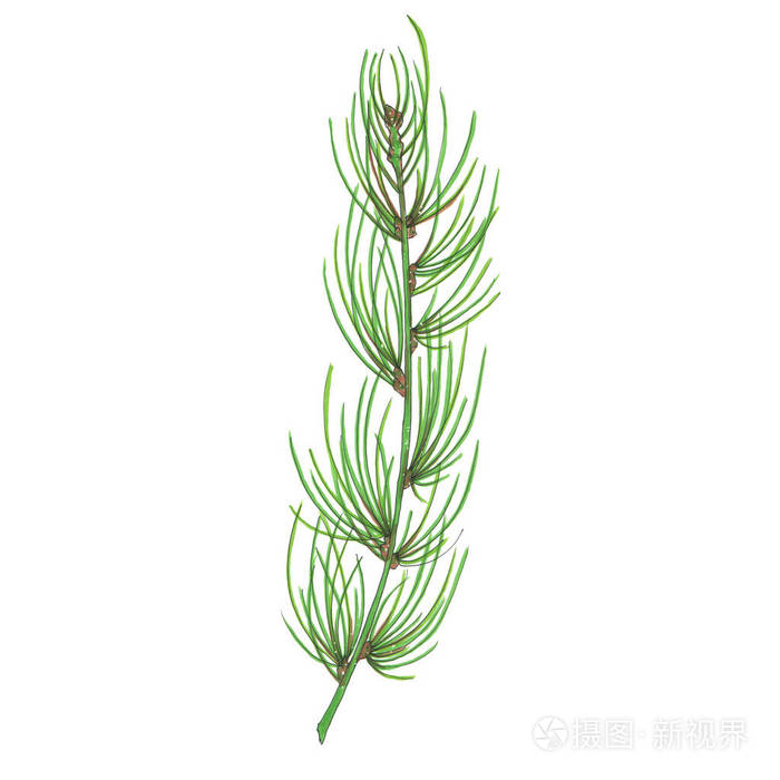 手绘绿色标记云杉支