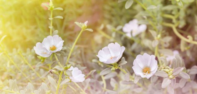 在梦幻般的可爱白色 mosss 玫瑰 马齿苋或太阳植物花