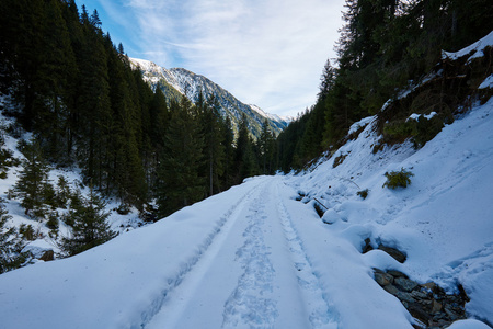 通过杉木林积雪的路上