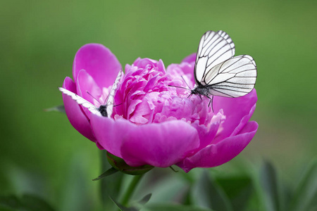 蝴蝶 Piridae 飞, 喝一朵紫色牡丹丛中的花蜜
