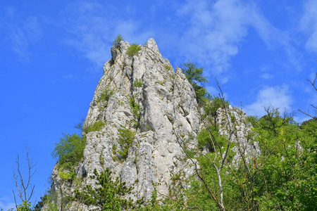 巴甫洛夫丘陵, 在捷克也 Palava。白色石灰石岩石, 花在岩石。南摩拉维亚, 捷克共和国, 欧洲