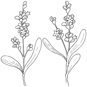 薰衣草花在矢量样式隔绝。植物全名 薰衣草。背景纹理包装图案框架或边框的矢量花