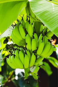 绿了芭蕉香蕉树上