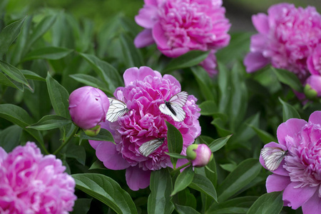 蝴蝶 piridae 飞, 喝一朵紫色牡丹丛中的花蜜照片