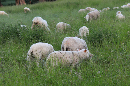 一群清澈的绵羊在草地上吃草, 上面有一棵高高的绿色茂盛的草。农场的牧场与建筑和树木。工业牲畜。牲畜。农村居民收入来源