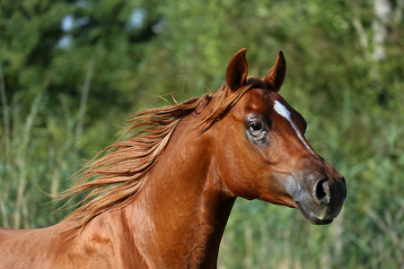 头拍摄的纯种的年轻种马，夏天的草地上