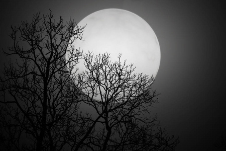 树可怕的夜影照片