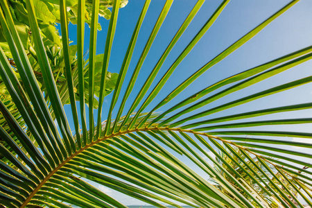 在热带海滩上椰子棕榈树