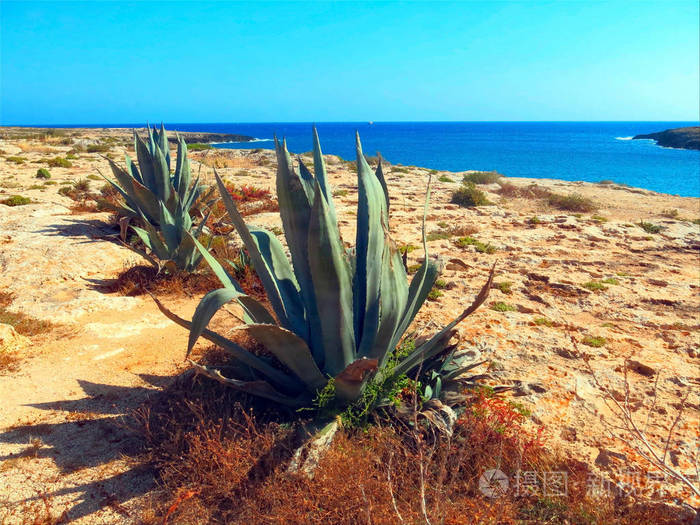 在非常干燥和贫瘠的地中海岛上的宽叶龙舌兰