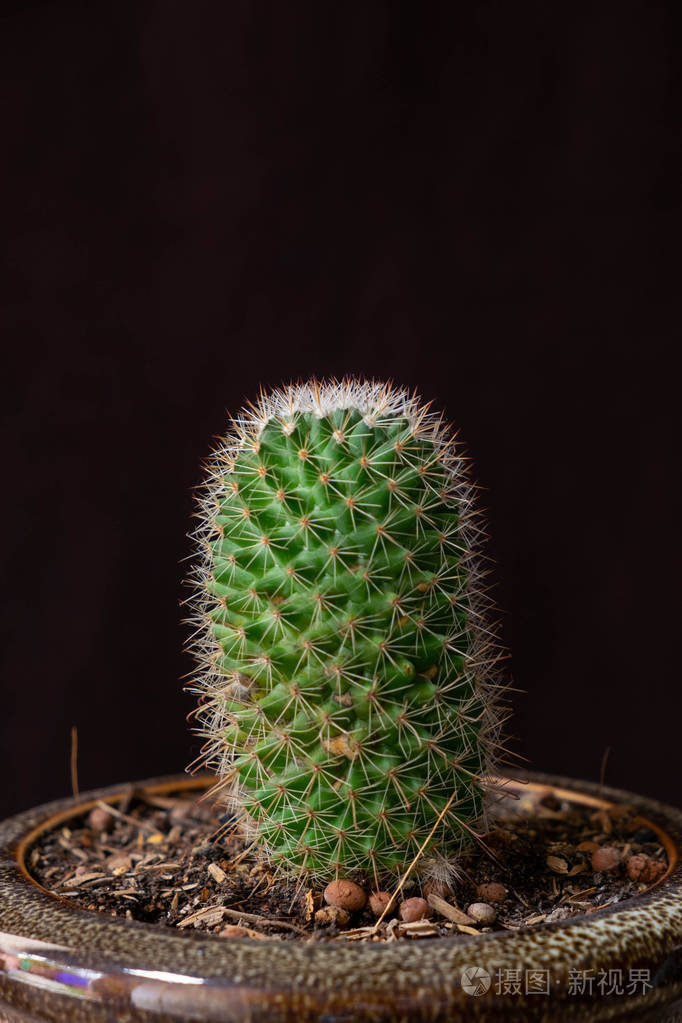 黑色背景上的仙人掌