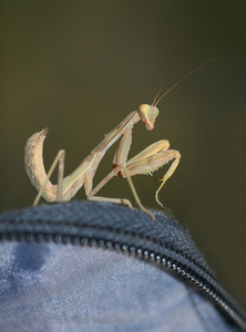 螳螂坐在背包上看着摄像机