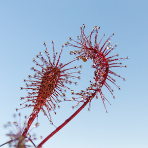 毛毡苔关门图片