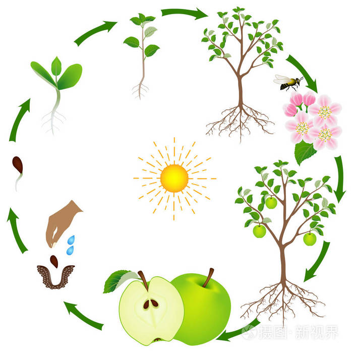 白色背景下苹果树的生长周期
