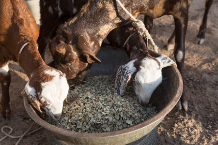 一个人像羊吃草在一个碗里吃羊照片