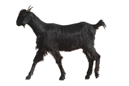 山羊沙爹图片-山羊沙爹素材-山羊沙爹插画-摄图新视界