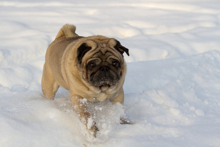 帕格狗在洁白的雪地上