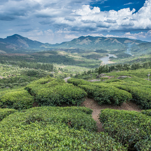 印度茶叶种植园