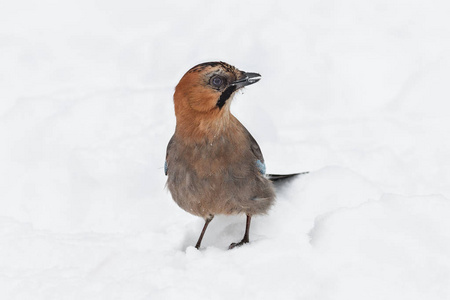 周杰伦 Garrulus glandarius 坐在洁白的雪地上